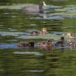 Observation d’une femelle de Canard colvert s’occupant de ses quatre poussins et de trois petits Fuligules morillons