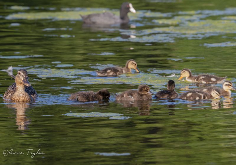 Observation d’une femelle de Canard colvert s’occupant de ses quatre poussins et de trois petits Fuligules morillons