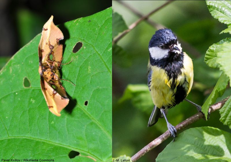 Les oiseaux détecteraient moins les papillons aux ailes avec des dessins imitant des trous