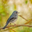 La population de Pinsons bleus de Grande Canarie semble augmenter peu à peu