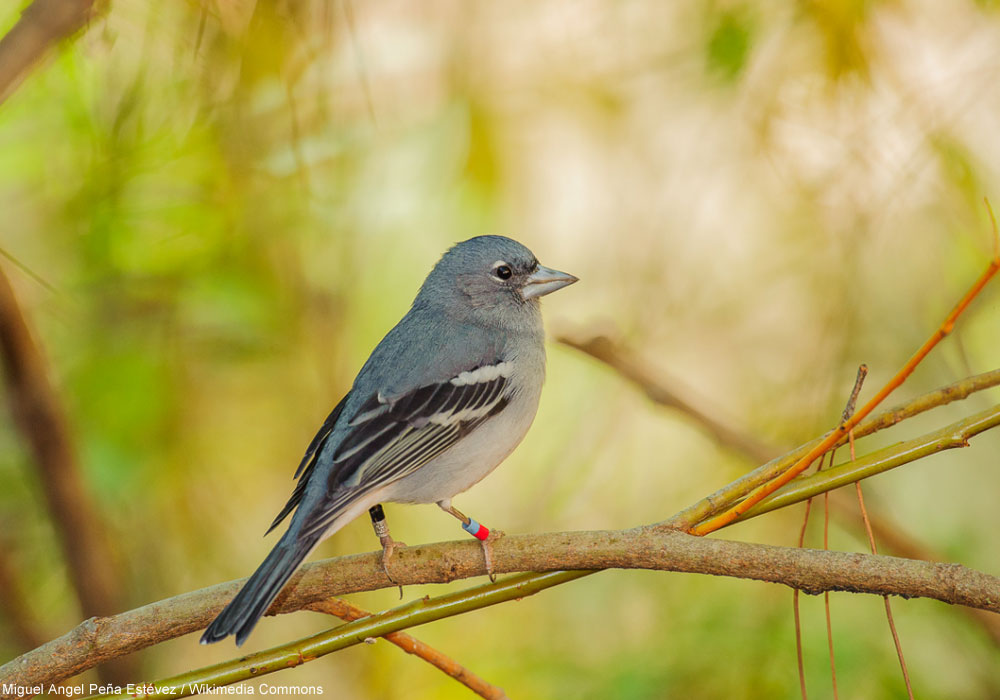 Pinson de Grande Canarie (Fringilla polatzeki) mâle.