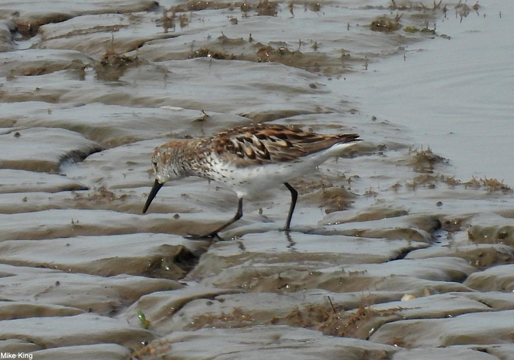 Bécasseau d'Alaska (Calidris mauri)