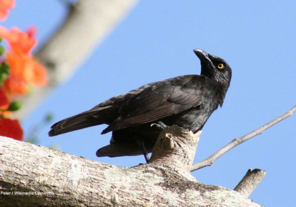 Stourne de Micronésie (Aplonis opaca)