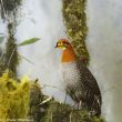 Les Tragopans de Blyth vivant sur le mont Kennedy (Myanmar) pourraient appartenir à une sous-espèce distincte