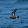 Fortes concentrations d’Océanites tempête autour des fermes d’engraissement de thons en Catalogne