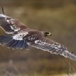 Bonne surprise concernant les populations d’Aigles criard et pomarin dans le centre de la Russie d’Europe