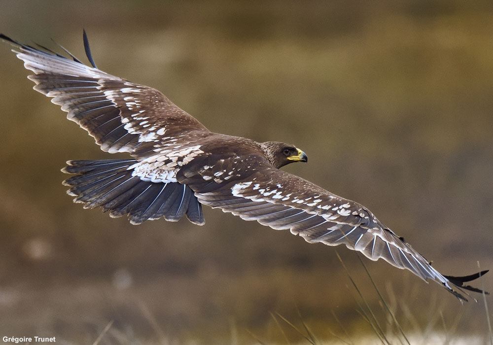 Aigle criard (Clanga clanga) immature