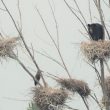 Un cas de prédation d’un Ours noir sur une colonie de Grands Hérons au Canada