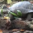 Premier cas documenté d’une Tortue géante des Seychelles tuant et mangeant un oiseau