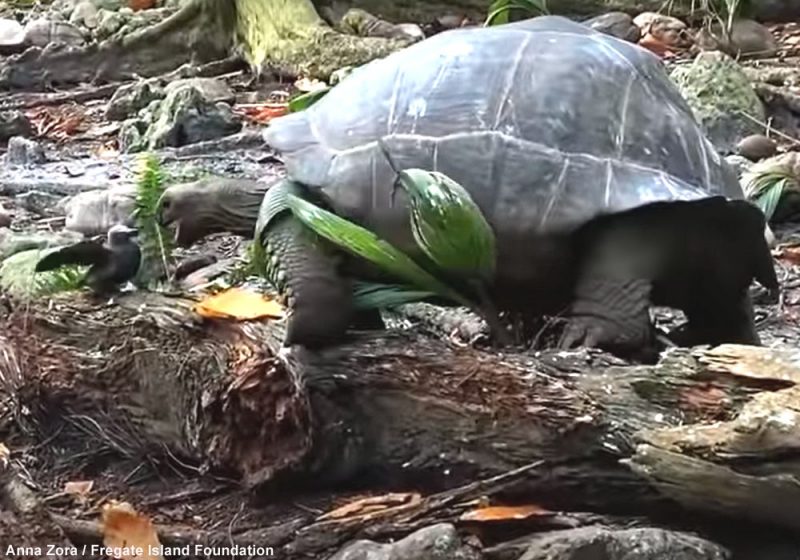 Premier cas documenté d’une Tortue géante des Seychelles tuant et mangeant un oiseau