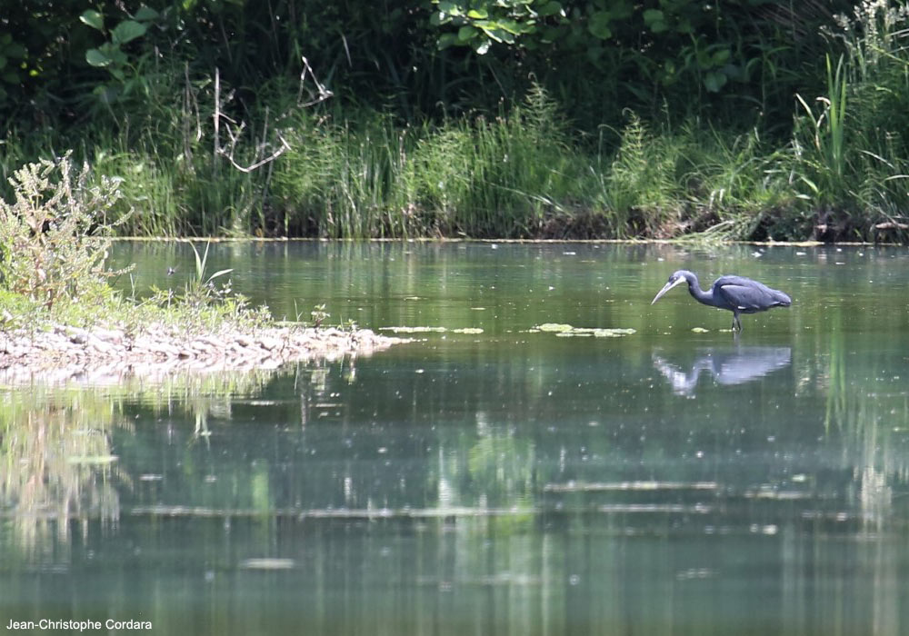 Aigrette des récifs (Egretta gularis) de forme sombre