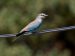 15-Rollier d’Europe | Coracias garrulus | European Roller