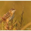 Cisticole des joncs en Camargue