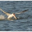 Sterne caspienne en Camargue