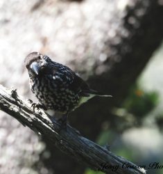 Exposition « Les Oiseaux de Chamrousse »