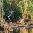 Une population de Talèves sultanes va-t-elle s’établir dans la Dombes (Ain) ?