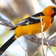 La proximité de mines de métaux modifierait la couleur du plumage des Orioles à dos rayé