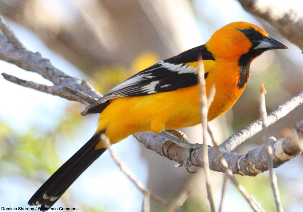 Oriole à dos rayé (Icterus pustulatus)