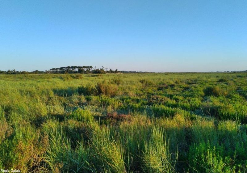 Observer les oiseaux de la pointe d’Arçay (Vendée), une flèche sablonneuse unique en France