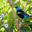 Une sous-espèce rare du Calliste à cou bleu a été redécouverte près de 90 ans après sa description