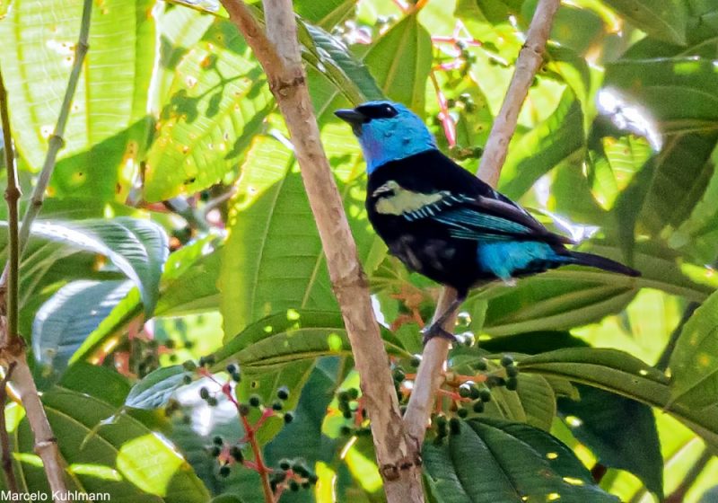 Une sous-espèce rare du Calliste à cou bleu a été redécouverte près de 90 ans après sa description