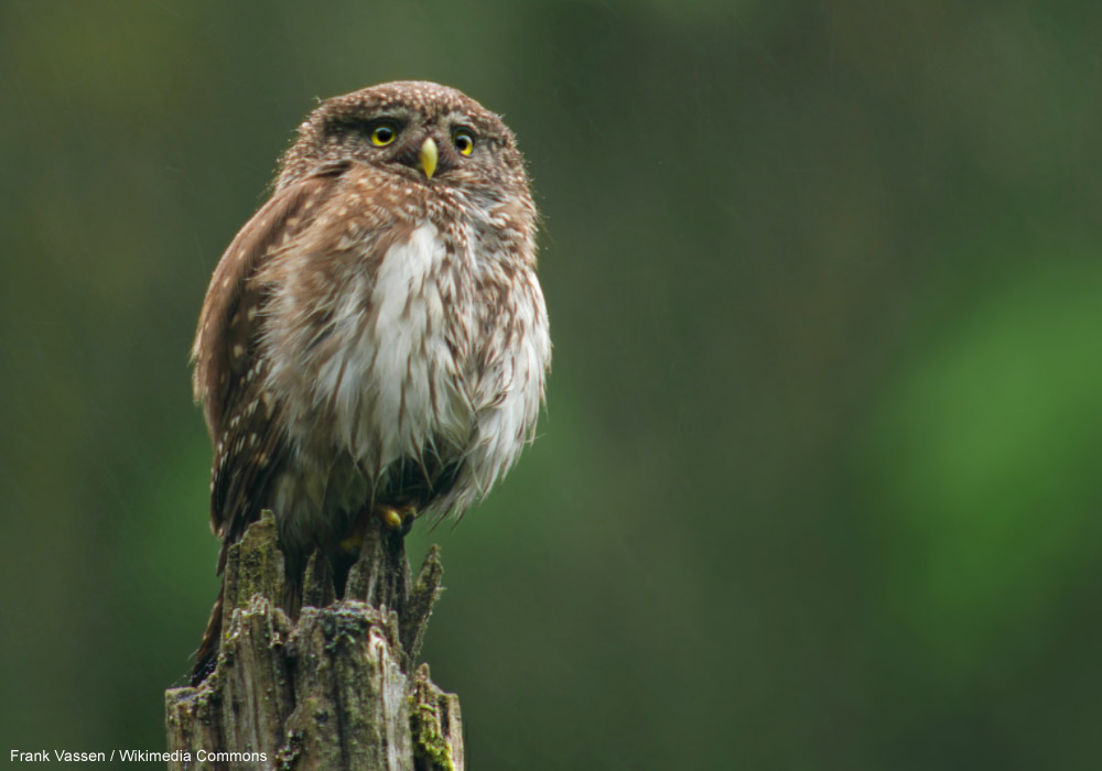 Chevêchette d'Europe (Glaucidium passerinum)