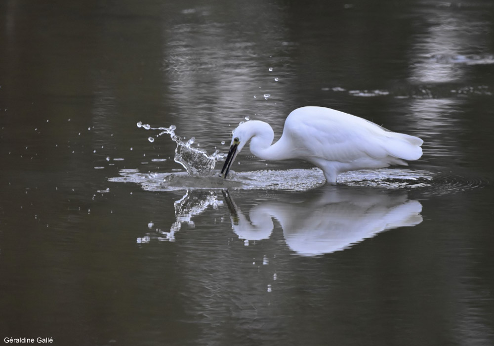 Aigrette garzette (Egretta garzetta)