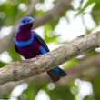 Observations encourageantes dans l’État de Bahia (Brésil) de trois espèces menacées de passereaux