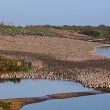 Le spectacle automnal impressionnant des Bécasseaux maubèches dans la réserve naturelle de Snettisham (Grande-Bretagne)