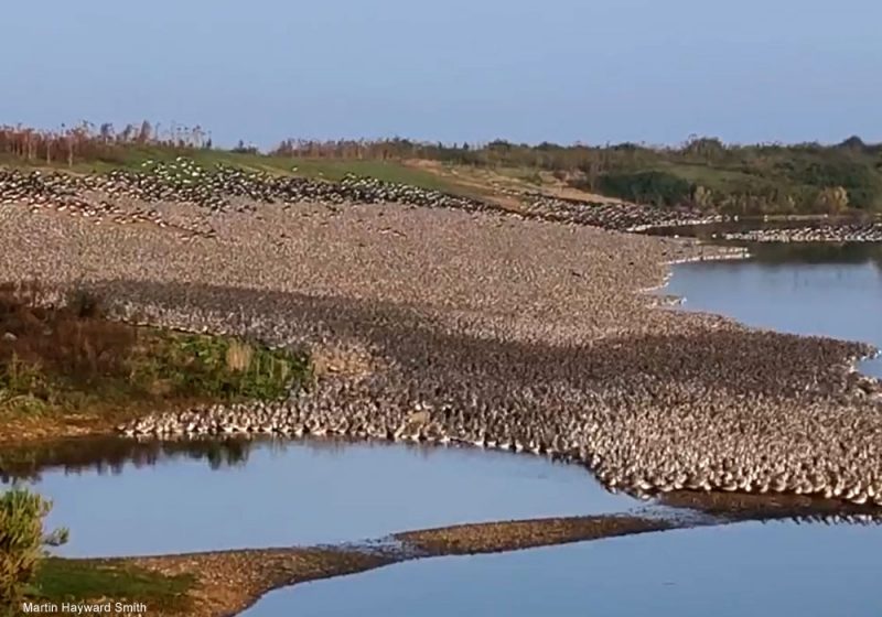 Le spectacle automnal impressionnant des Bécasseaux maubèches dans la réserve naturelle de Snettisham (Grande-Bretagne)