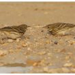 Pipits farlouses face à face