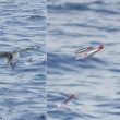 Une technique de pêche peu connue : une sterne capturant un calamar en vol