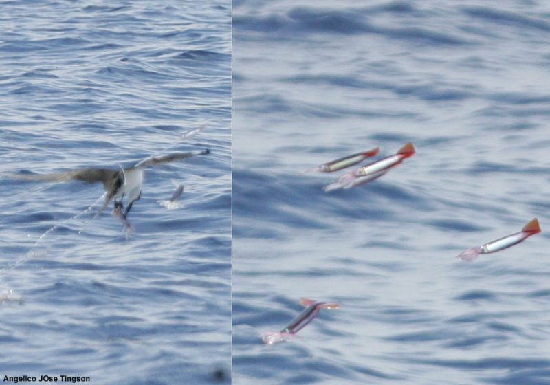 Une technique de pêche peu connue : une sterne capturant un calamar en vol