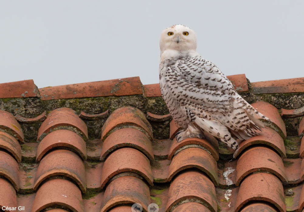 Harfang des neiges (Bubo scandiacus)