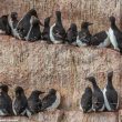 Comment la population de Guillemots de Brünnich du nord-ouest de l’Islande parvient-elle à rester stable ?