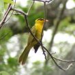 Description officielle d’une spectaculaire nouvelle espèce de tangara vivant au Pérou et en Bolivie