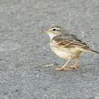 Pipit de Berthelot sur Grande Canarie