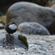 Cincle plongeur sur l’Ariège