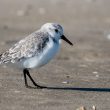 Bécasseau sanderling en Camargue