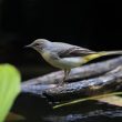 Bergeronnette des ruisseaux dans un jardin