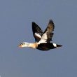 Le long séjour d’un Eider à tête grise mâle immature le long des côtes atlantiques françaises en 2021