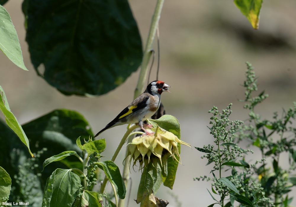 Mélange de graine pour oiseaux avec fruit et insecte