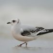 Mythique Mouette de Ross : deux oiseaux en mer du Nord et hivernage en mer d’Okhotsk