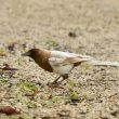 La mutation brune du plumage chez les oiseaux