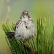 Découverte de nouvelles populations du rare Bruant des sierras dans le centre du Mexique