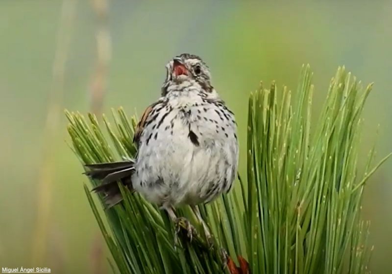 Découverte de nouvelles populations du rare Bruant des sierras dans le centre du Mexique