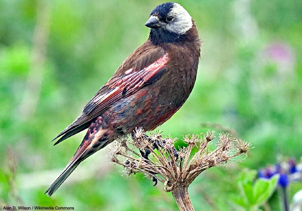 Roselin à tête grise (Leucosticte tephrocotis) de la sous-espèce umbrina