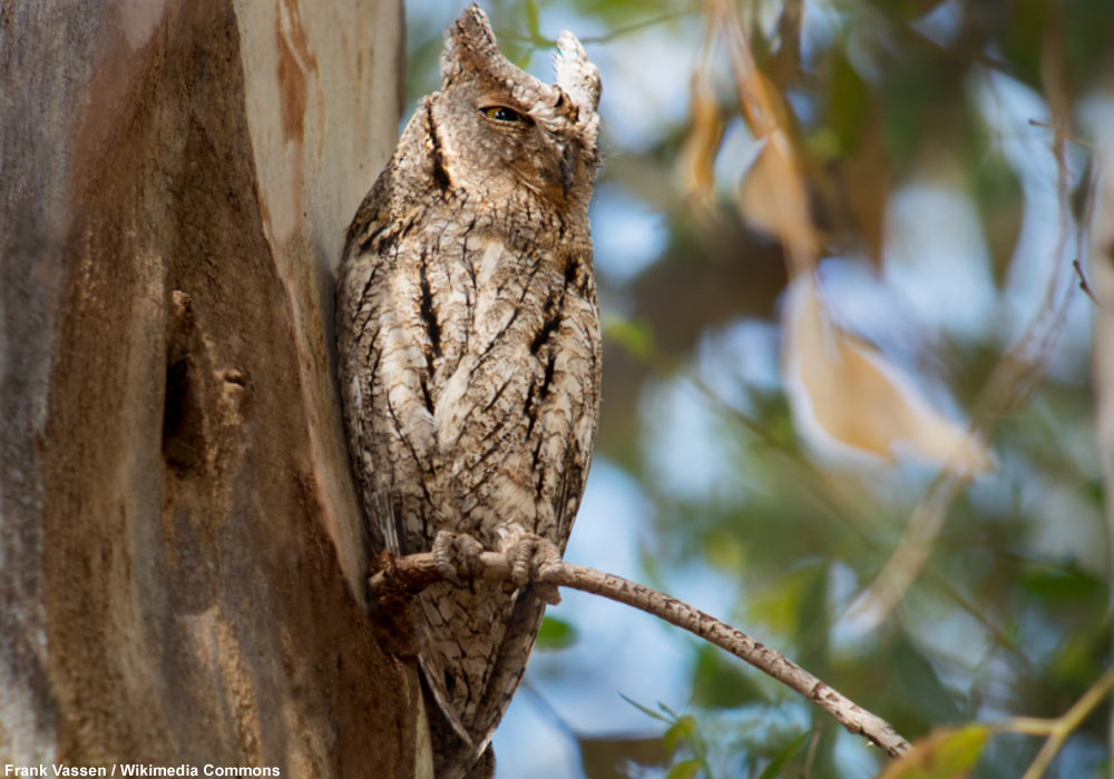 Petit-duc scops (Ous scops)