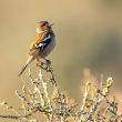 Certains oiseaux chanteraient près des blocs granitiques pour améliorer la transmission sonore