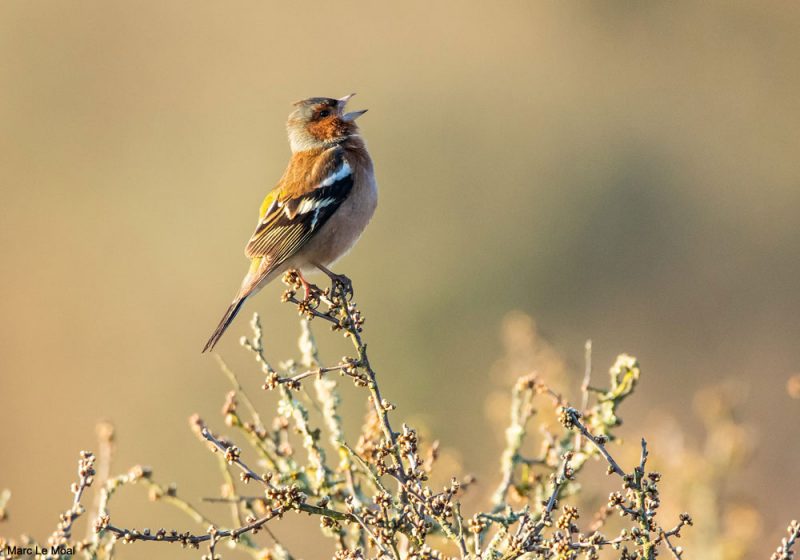 Certains oiseaux chanteraient près des blocs granitiques pour améliorer la transmission sonore